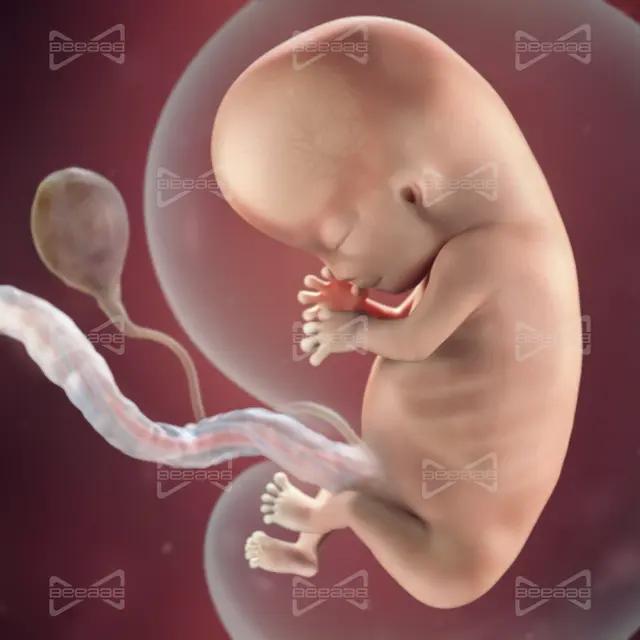 BeeaaB Health | Week 10 of Pregnancy | Complete Guide