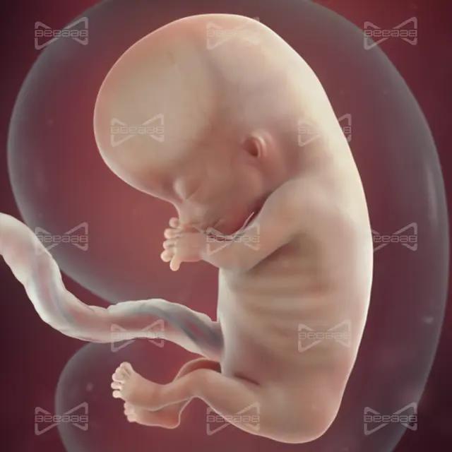 BeeaaB Salute | Settimana 11 di Gravidanza | Guida Completa