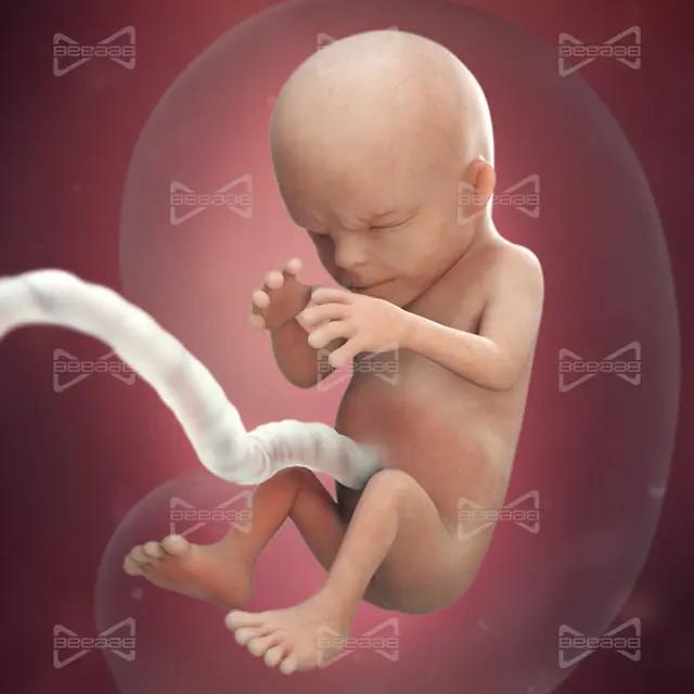 BeeaaB Salute | Settimana 14 di Gravidanza | Guida Completa