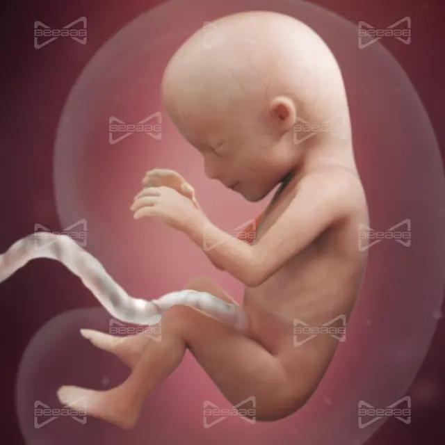 BeeaaB Health | Week 15 of Pregnancy | Complete Guide