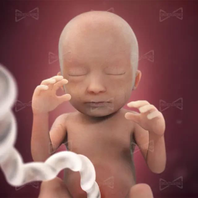 بياب صحة | الأسبوع 18 من الحمل |  الثامن عشر | دليل كامل