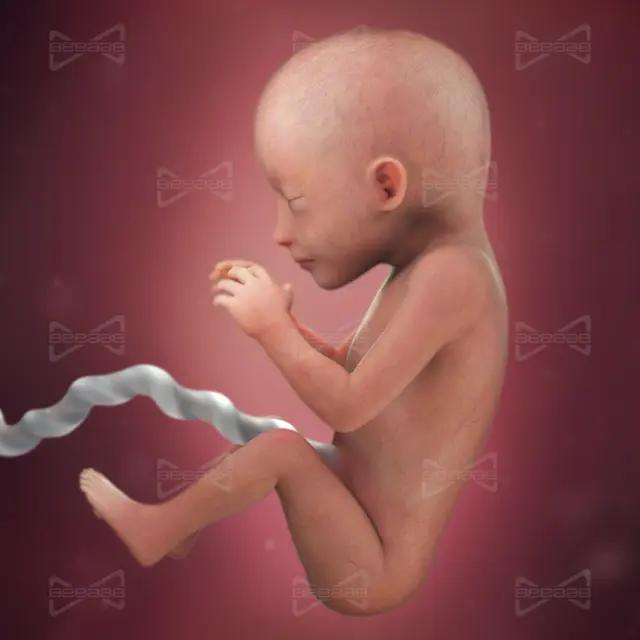 بياب صحة | الأسبوع 19 من الحمل |  التاسع عشر | دليل كامل