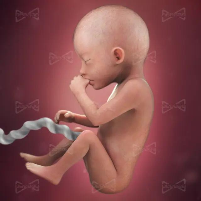 بياب صحة | الأسبوع 20 من الحمل |  العشرون | دليل كامل