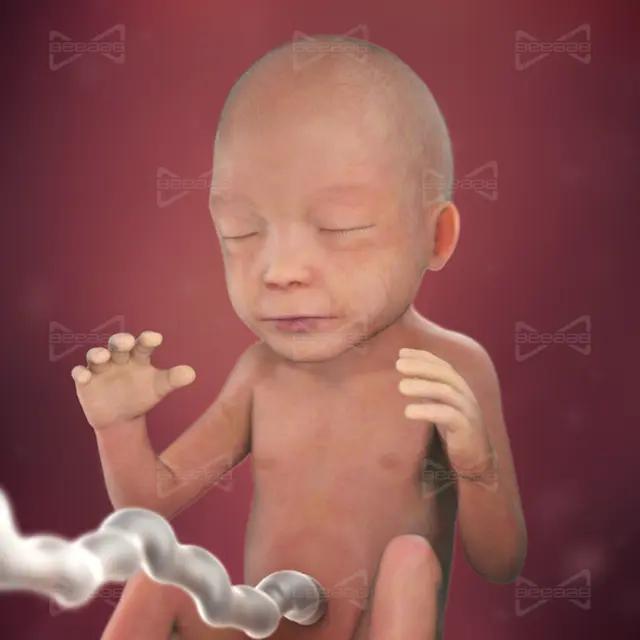 بیاب سلامت | هفته 22 بارداری | بیست و دوم | راهنمای کامل