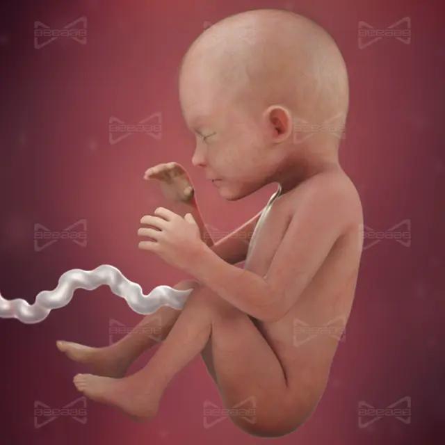 بیاب سلامت | هفته 23 بارداری | بیست و سوم | راهنمای کامل