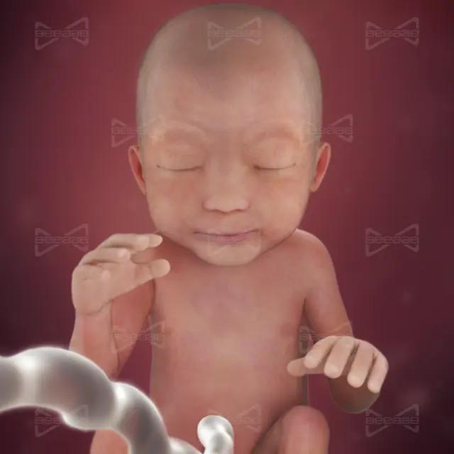 بياب صحة | الأسبوع 24 من الحمل |  الرابع والعشرون | دليل كامل