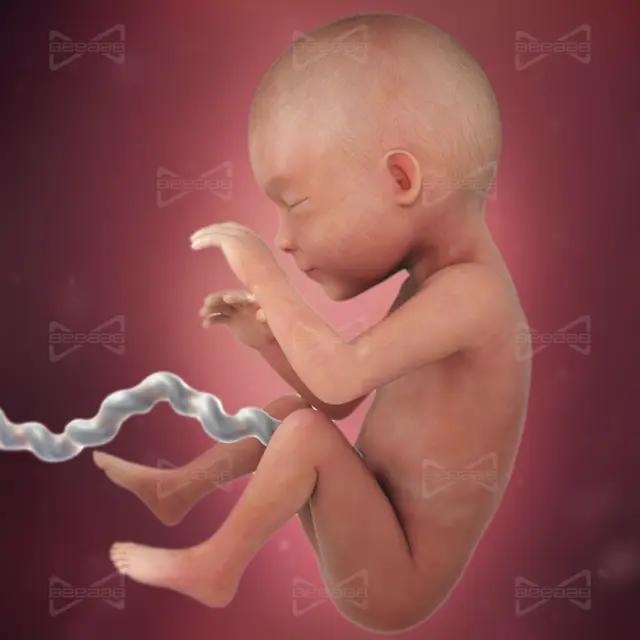 BeeaaB Health | Week 25 of Pregnancy | Complete Guide