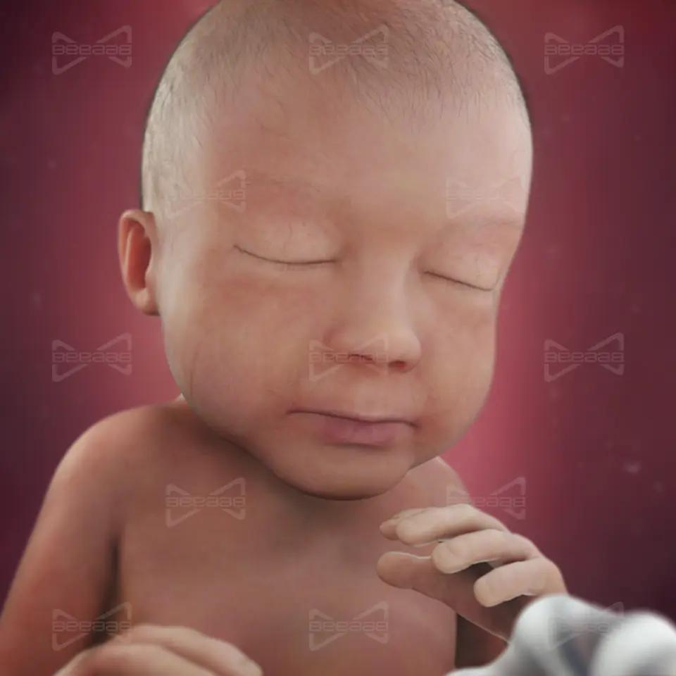 بياب صحة | الأسبوع 28 من الحمل |  الثامن والعشرون | دليل كامل