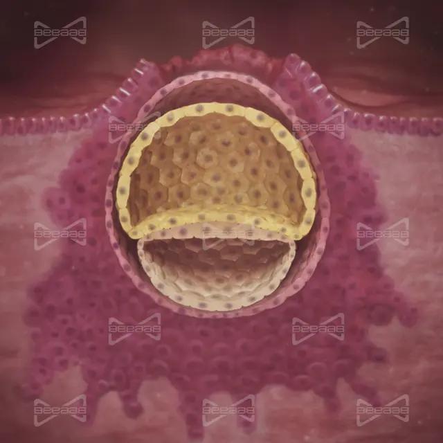 بیاب سلامت | هفته 3 بارداری | راهنمای کامل