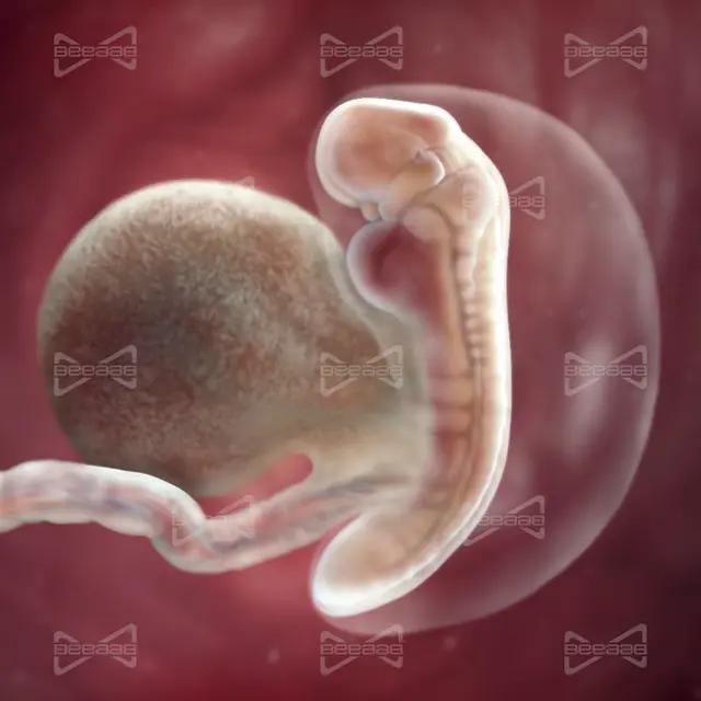 بياب صحة | الأسبوع 5 من الحمل |  الخامس | دليل كامل